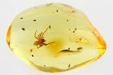 Fossil Spider (Araneae) & True Midge (Chironomidae) In Baltic Amber #367240-1